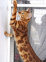 Flawless cat Cherry