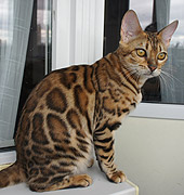 Flawless cat Elly