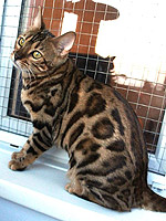 Flawless cat Lakme