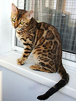 Flawless cat Okami
