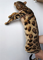 Flawless cat Tatty