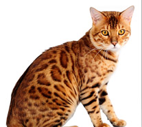 Бенгальские кошки и котята. Питомник Flawless Cat
